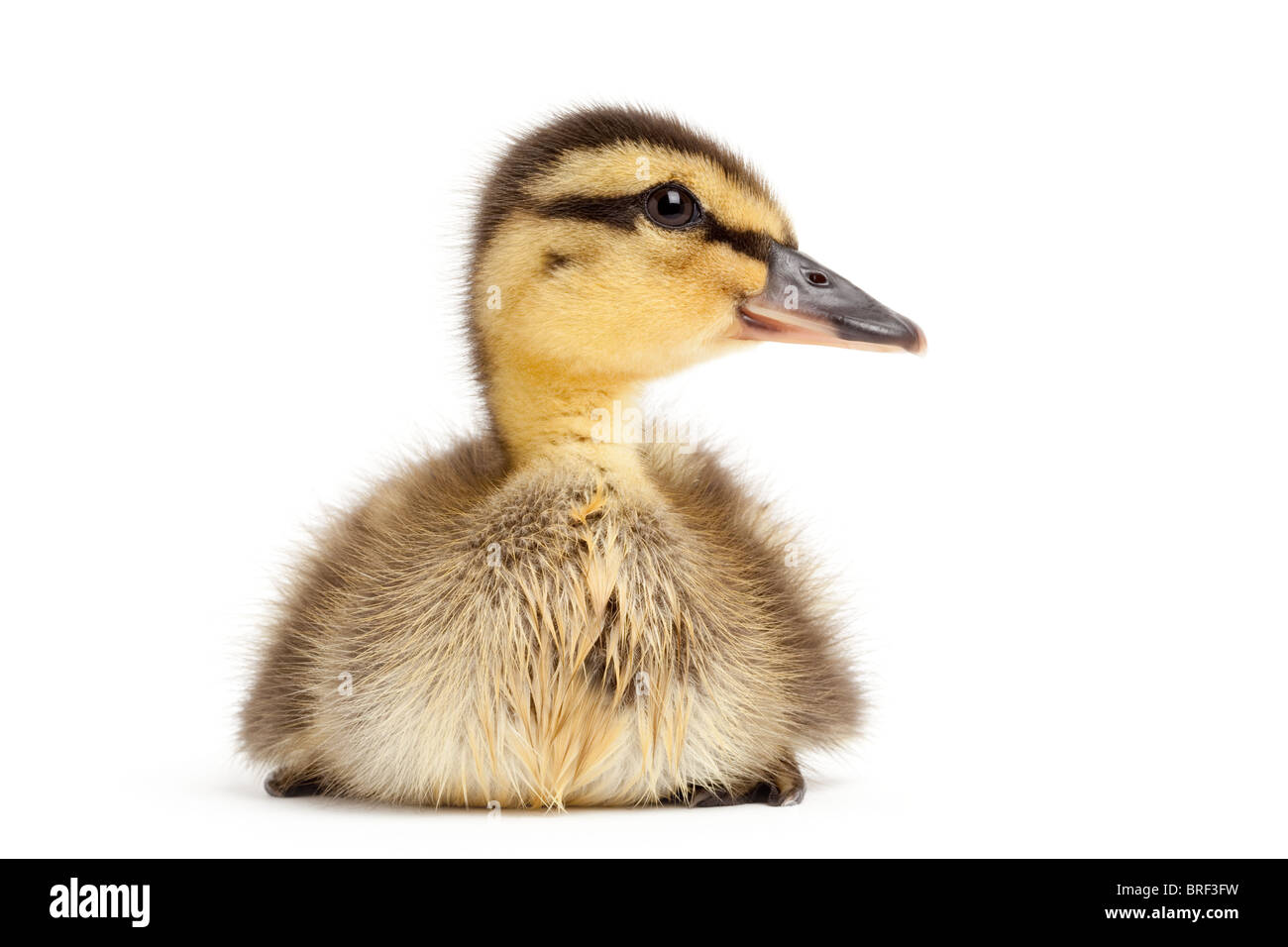 Duck isolato su bianco - anatroccolo il germano reale (Anas platyrhynchos) closeup Foto Stock
