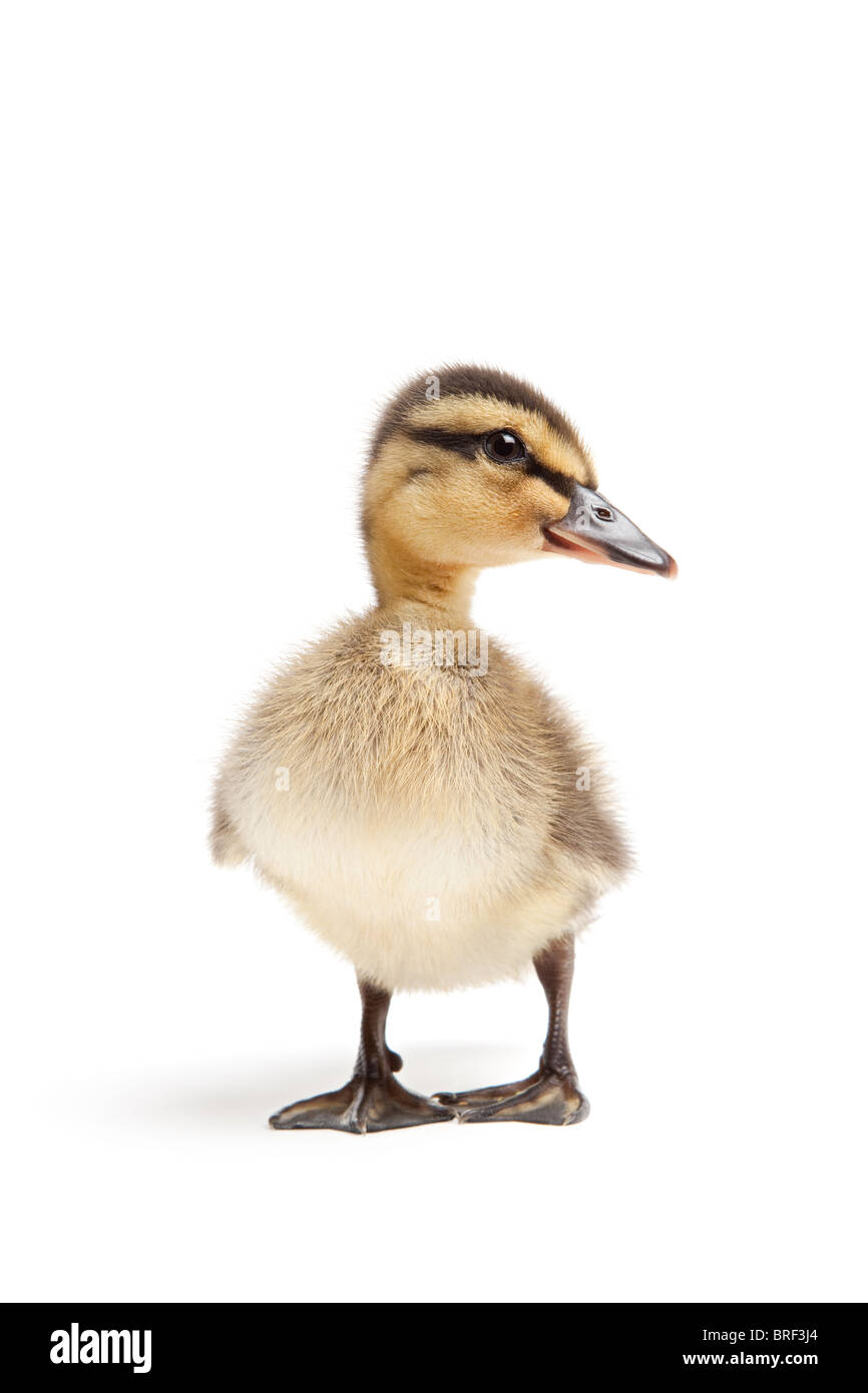 Anatroccolo isolato su bianco - femmina Mallard duck closeup Foto Stock