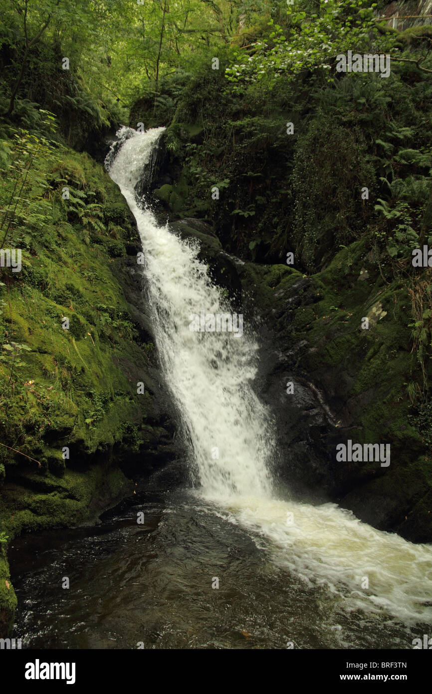 Dolgoch cade, Gwynedd, Galles - la valle Fathew, Snowdonia. Foto Stock