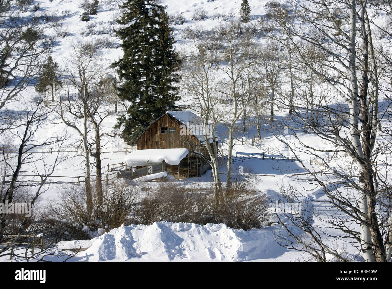 Il vecchio fienile occidentale nella neve con aspens, Cordillera, Colorado Foto Stock