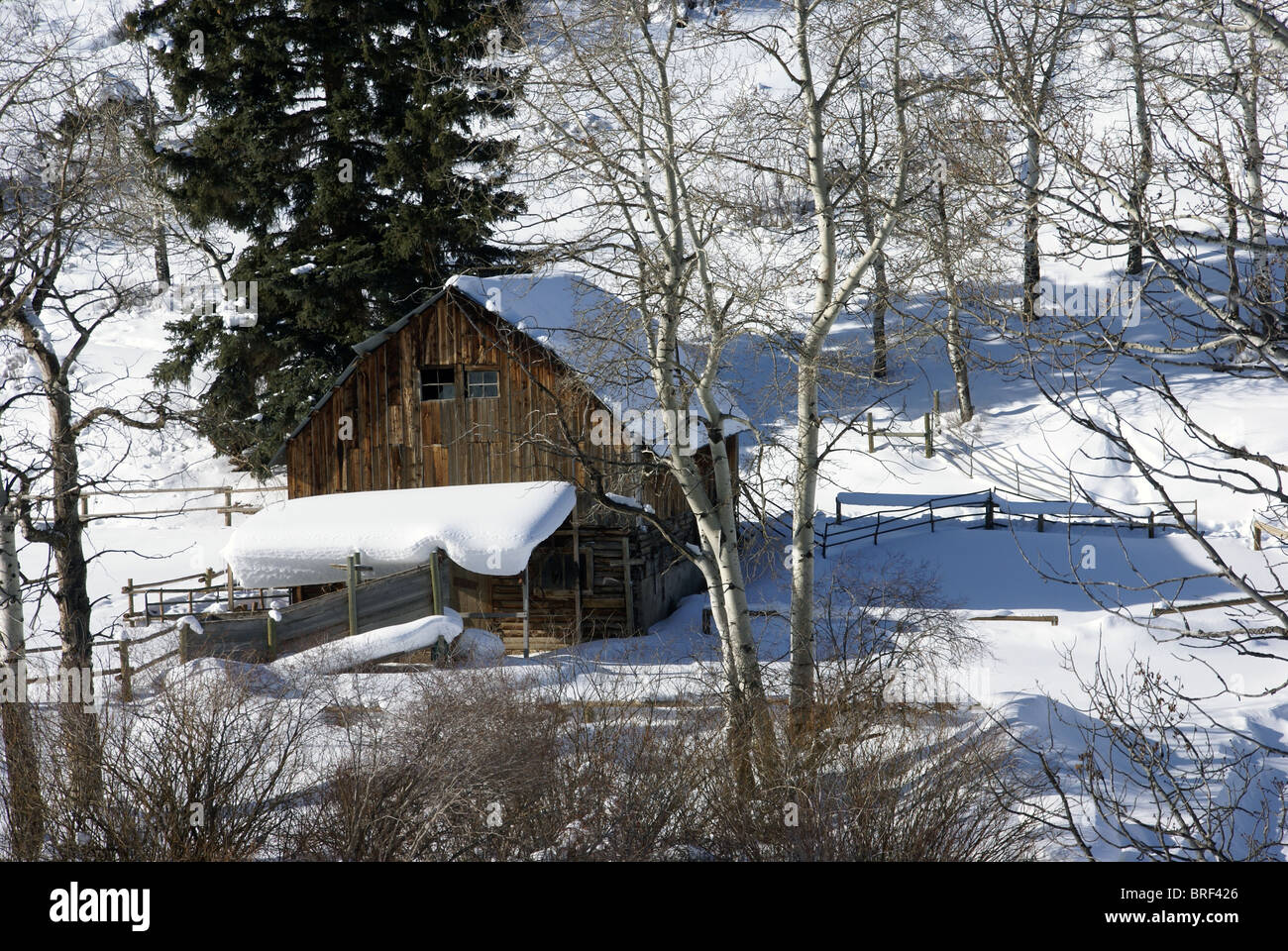 Il vecchio fienile occidentale nella neve con aspens, Cordillera, Colorado Foto Stock