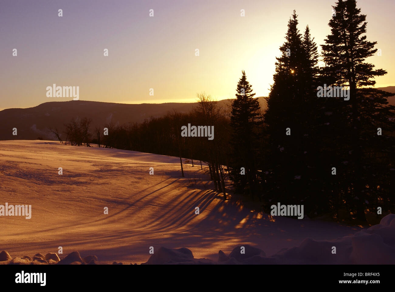 Tramonto in inverno, aspens nella neve con le ombre e la Cordillera, Colorado Foto Stock