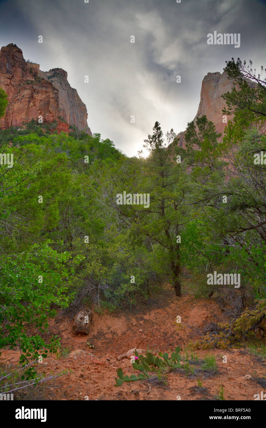 Parco Nazionale di Zion Foto Stock