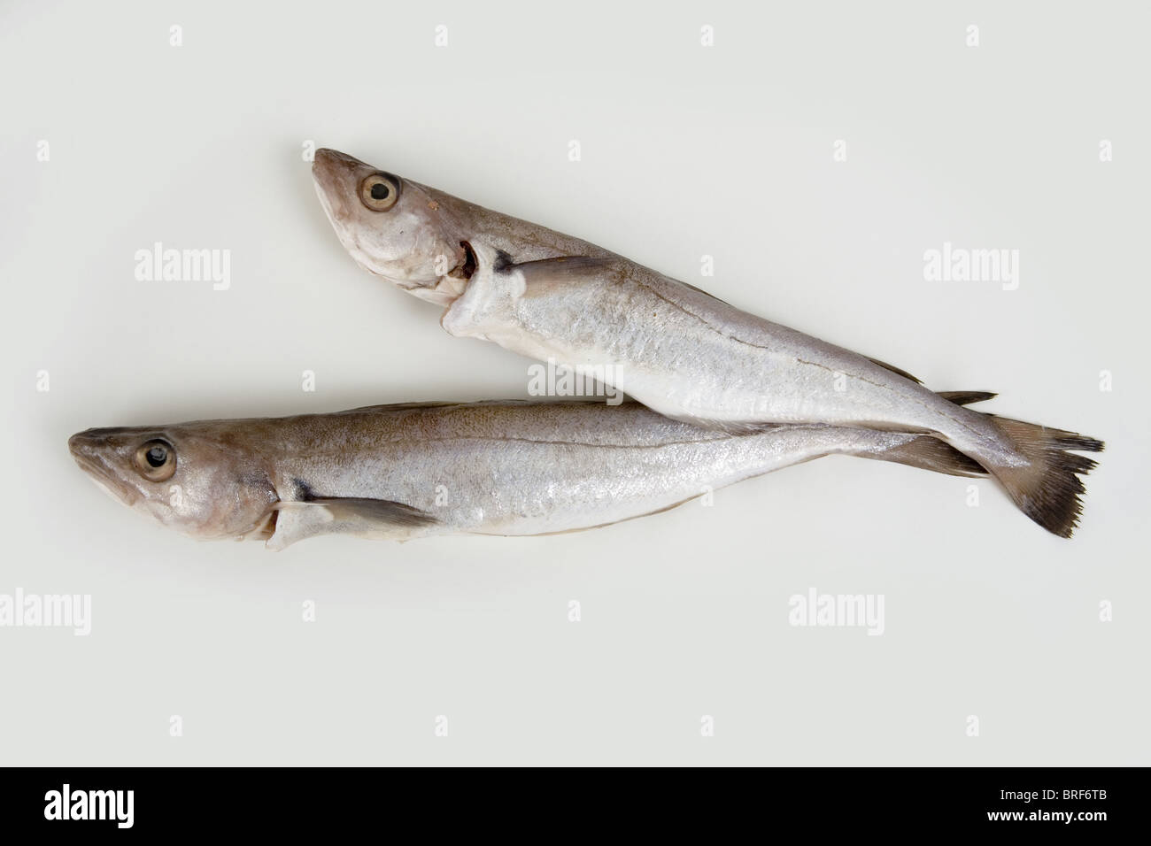 Due merlano pesci su sfondo bianco Foto Stock