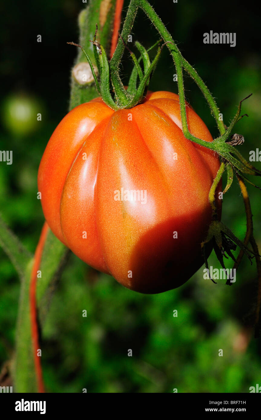 Brandywine pomodoro sul gambo Foto Stock