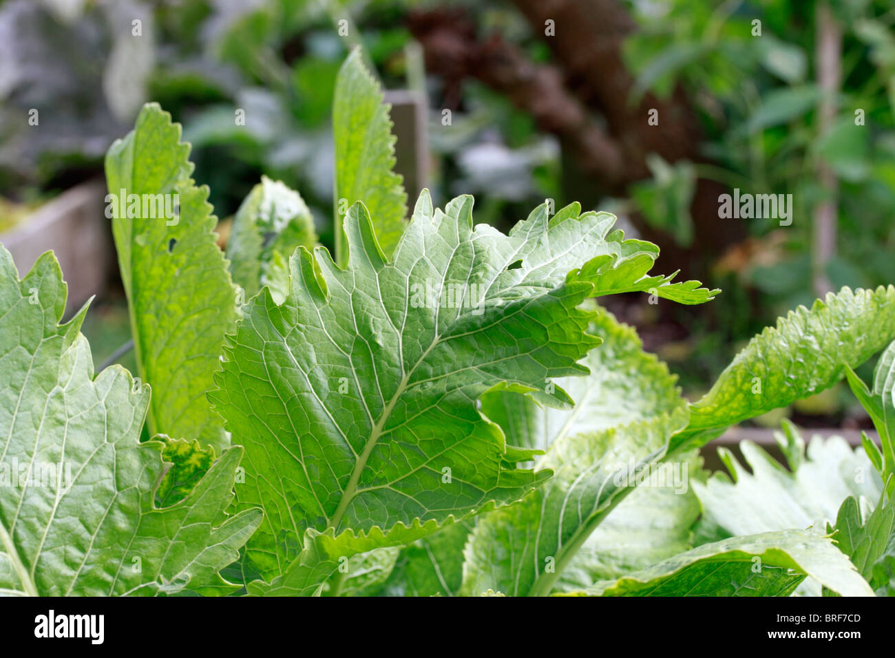 Il rafano, (Armoracia rusticana, syn. Cochlearia armoracia) è una pianta perenne della famiglia Brassicaceae. Coltivata per la sua radice che viene grattugiato, crema e servita con carni bovine. Foto Stock