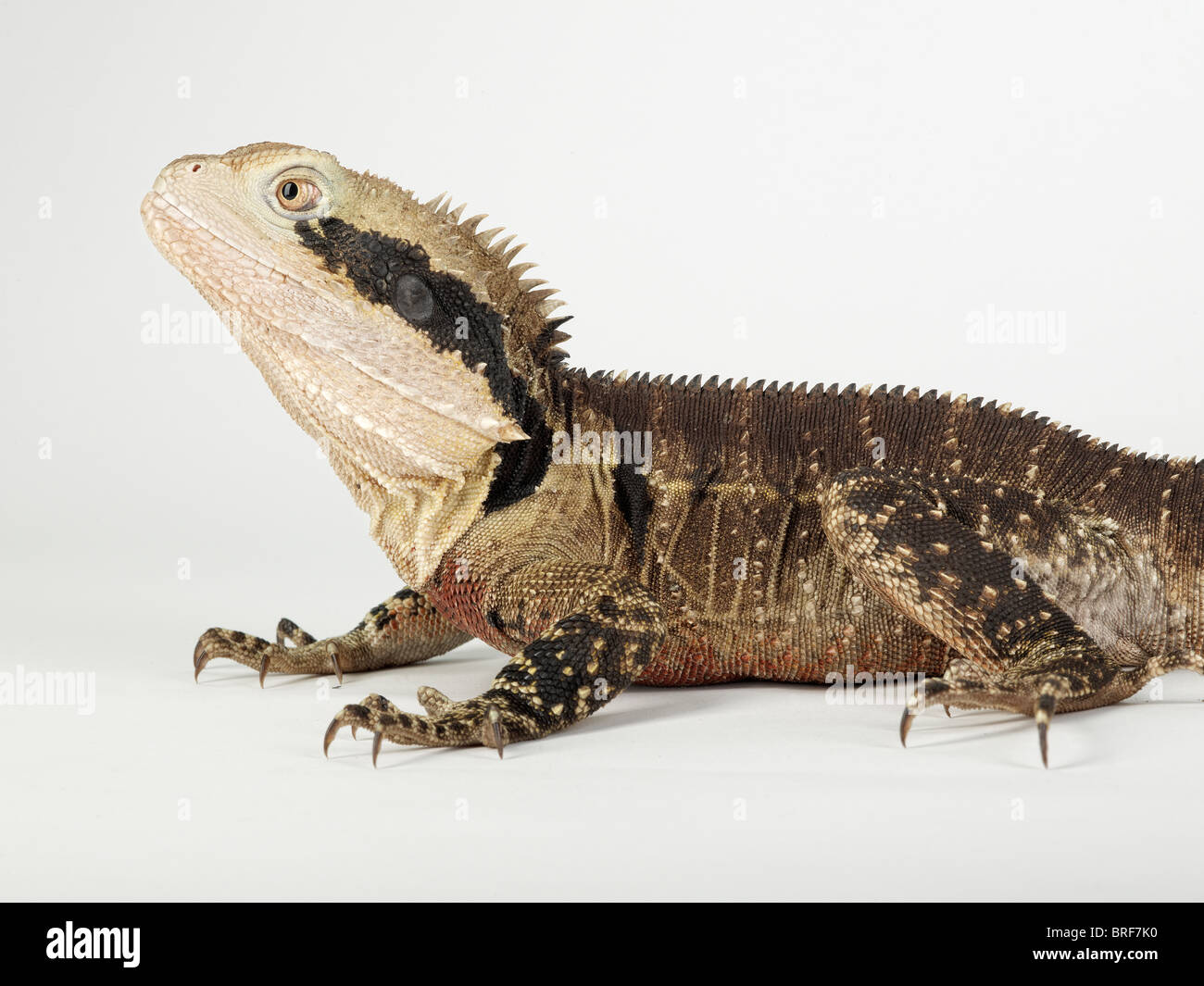 Acqua australiano dragon (Physignathus lesueurii) contro uno sfondo bianco, close-up Foto Stock