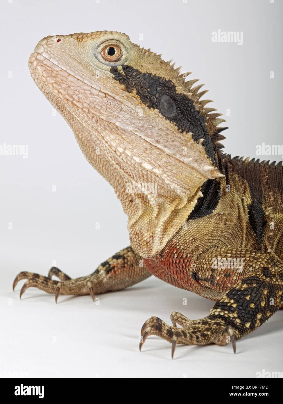 Acqua australiano dragon (Physignathus lesueurii) contro uno sfondo bianco, close-up Foto Stock
