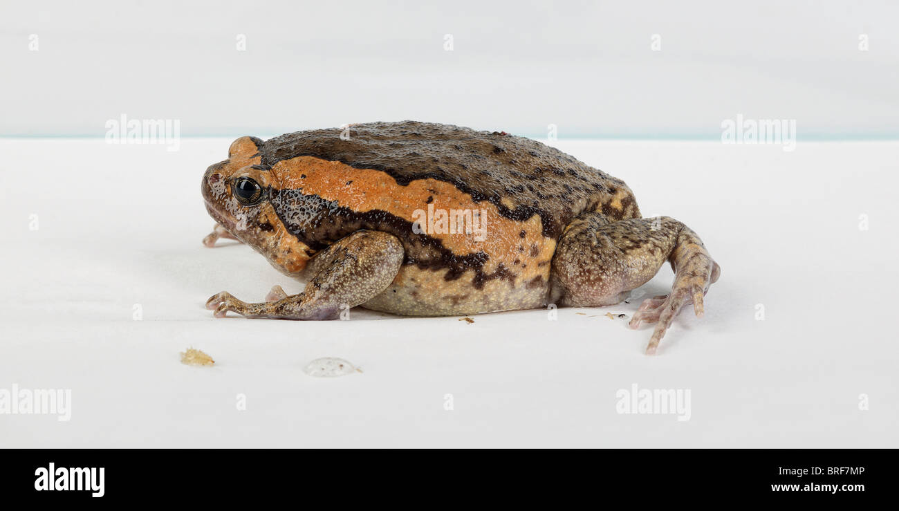 Dipinto bullfrog (Kaloula pulchra) contro uno sfondo bianco Foto Stock