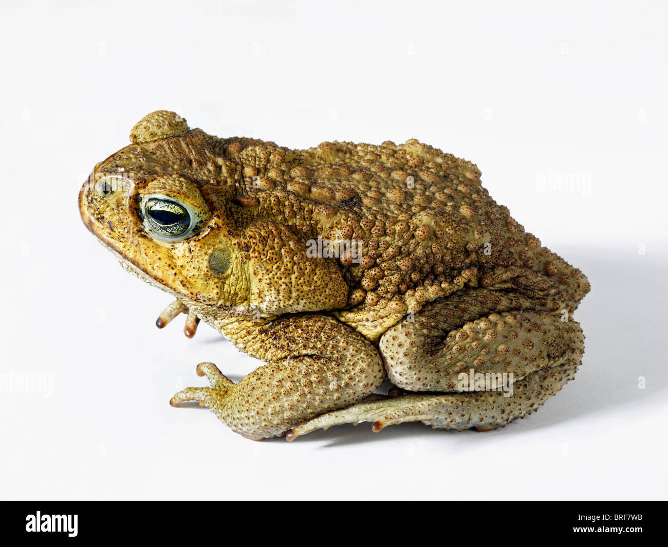 Close-up di canna da zucchero toad (Bufo marinus) Foto Stock