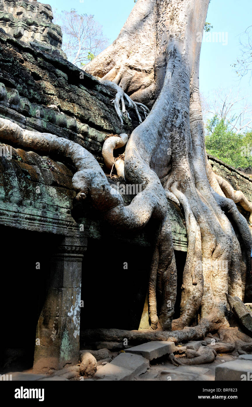 Tree marcisce overgrowing del complesso del tempio di Ta Prohm, tempio, Angkor, Cambogia Foto Stock