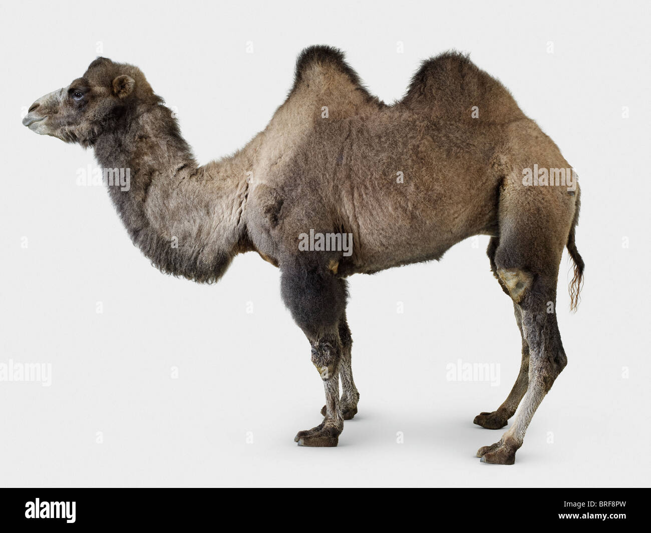 Bactrian camel- Camelus bactrianus Foto Stock