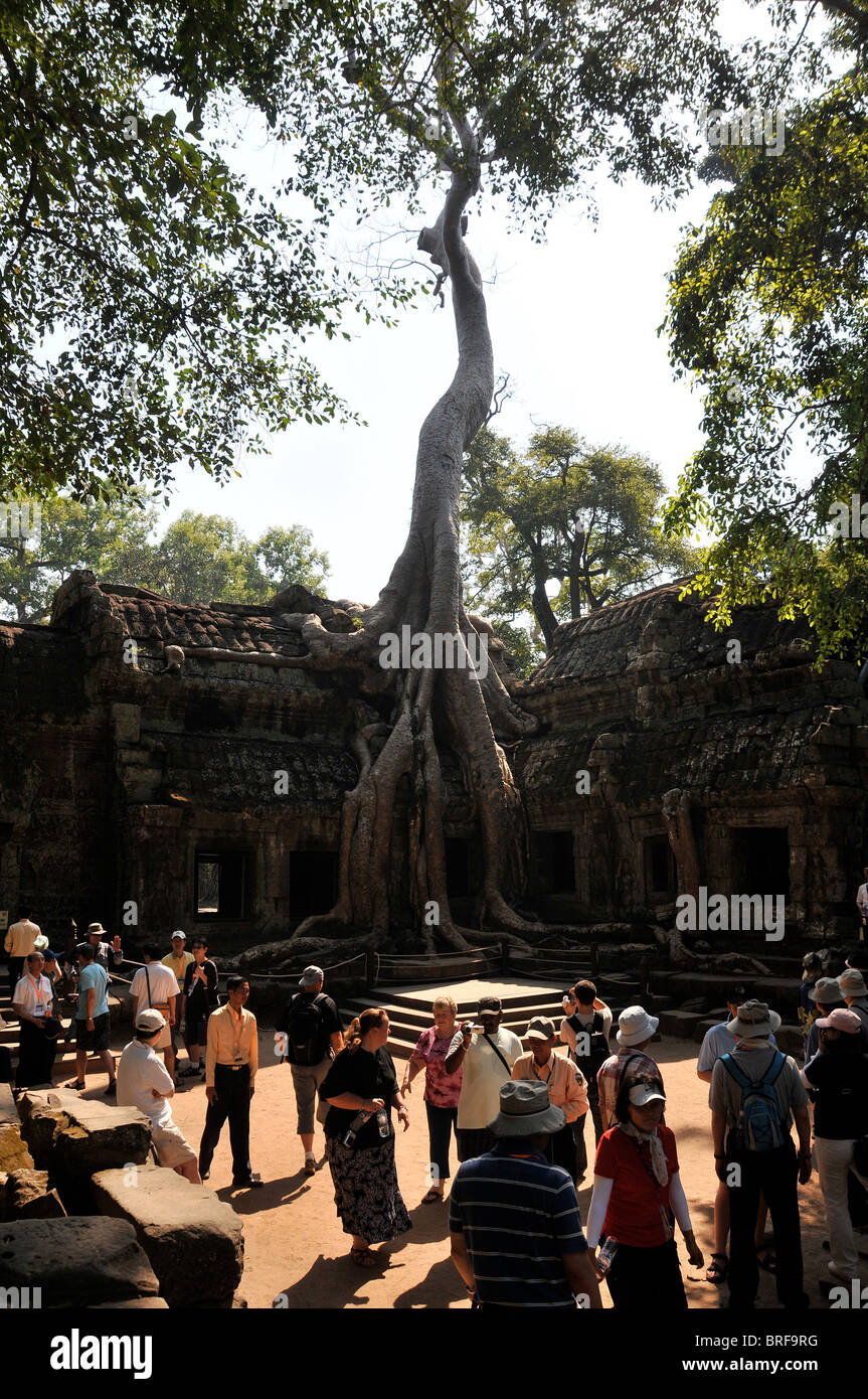 Tree marcisce overgrowing del complesso del tempio di Ta Prohm, Angkor, Cambogia Foto Stock