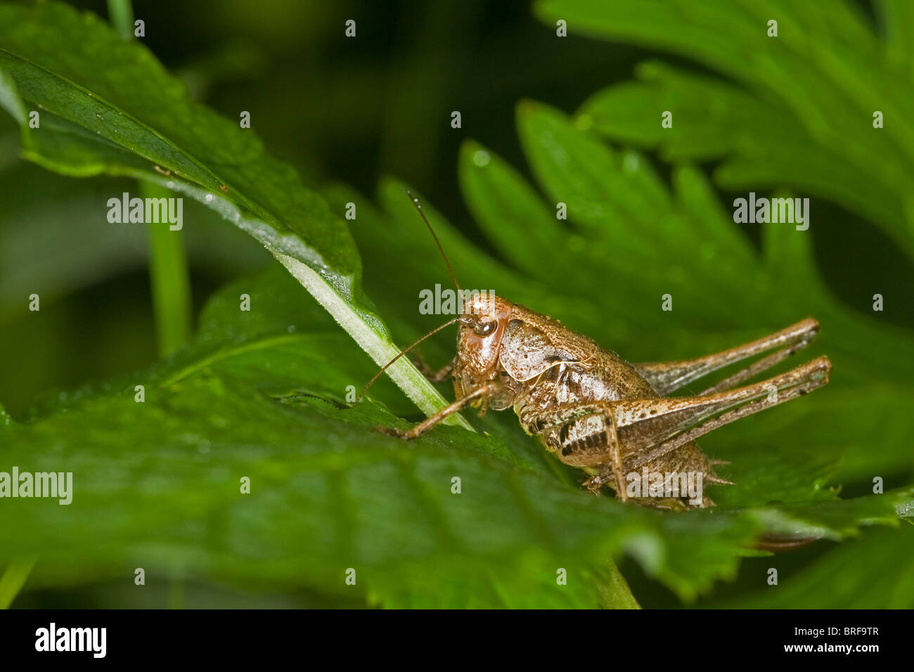 Dark bush cricket (Pholidoptera griseoaptera) Foto Stock
