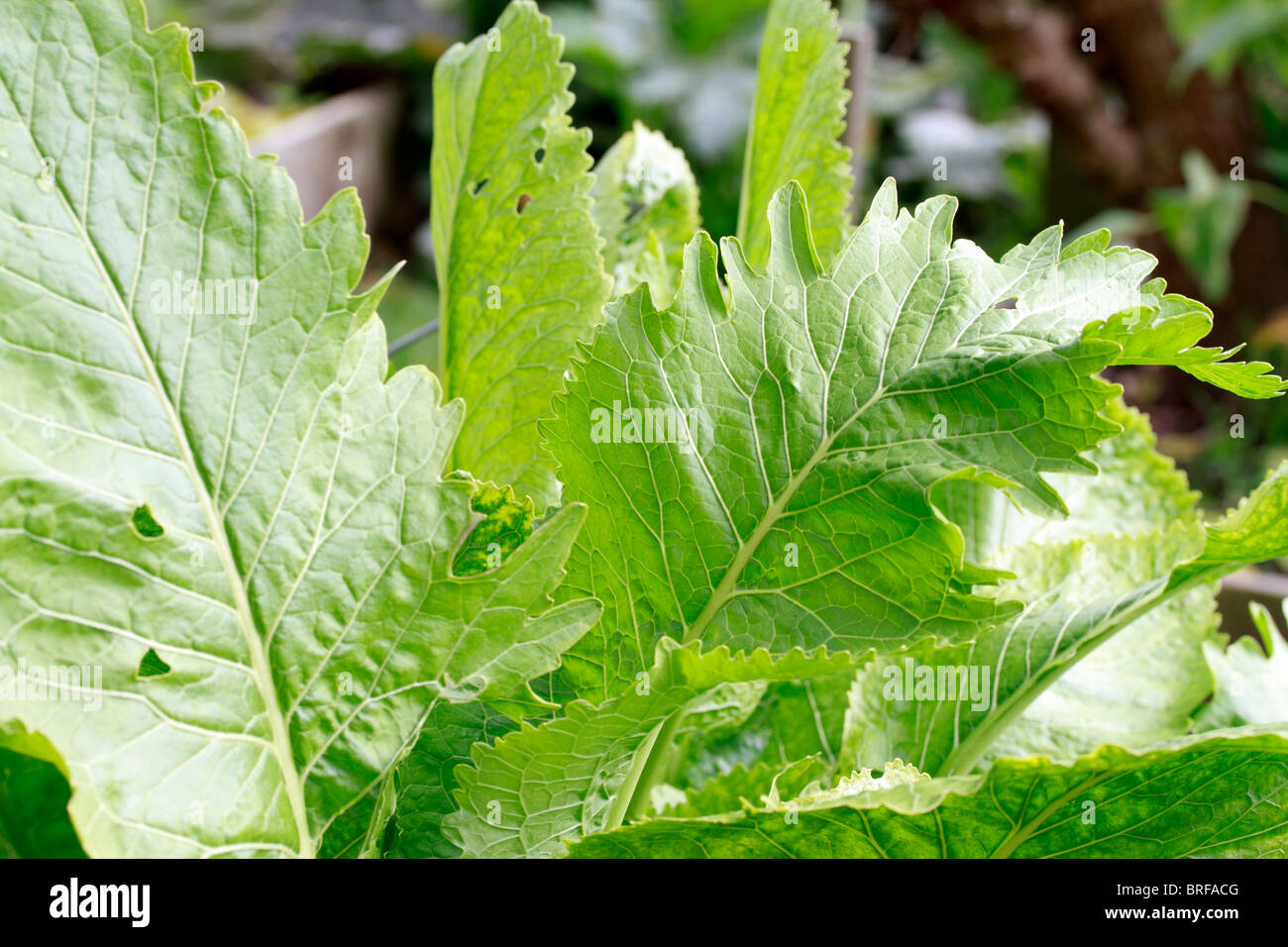 Il rafano, (Armoracia rusticana, syn. Cochlearia armoracia) è una pianta perenne della famiglia Brassicaceae. Coltivata per la sua radice che viene grattugiato, crema e servita con carni bovine. Foto Stock