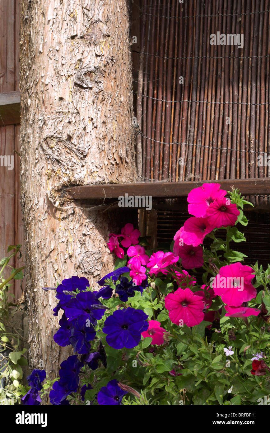 Nelle petunie aggiungere un tocco di colore da una panchina da giardino Foto Stock