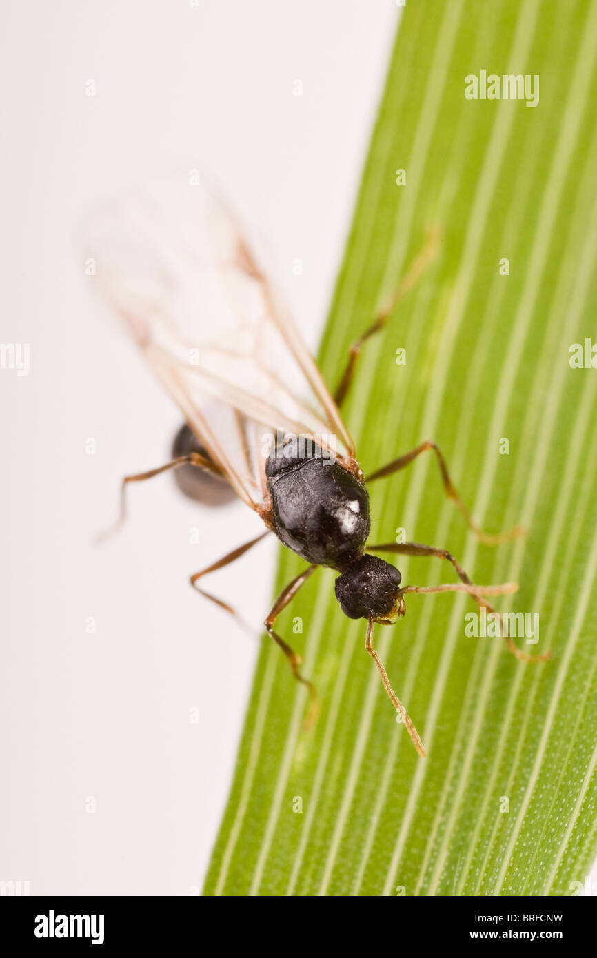 Nero Garden ant ((Lasius niger) Foto Stock