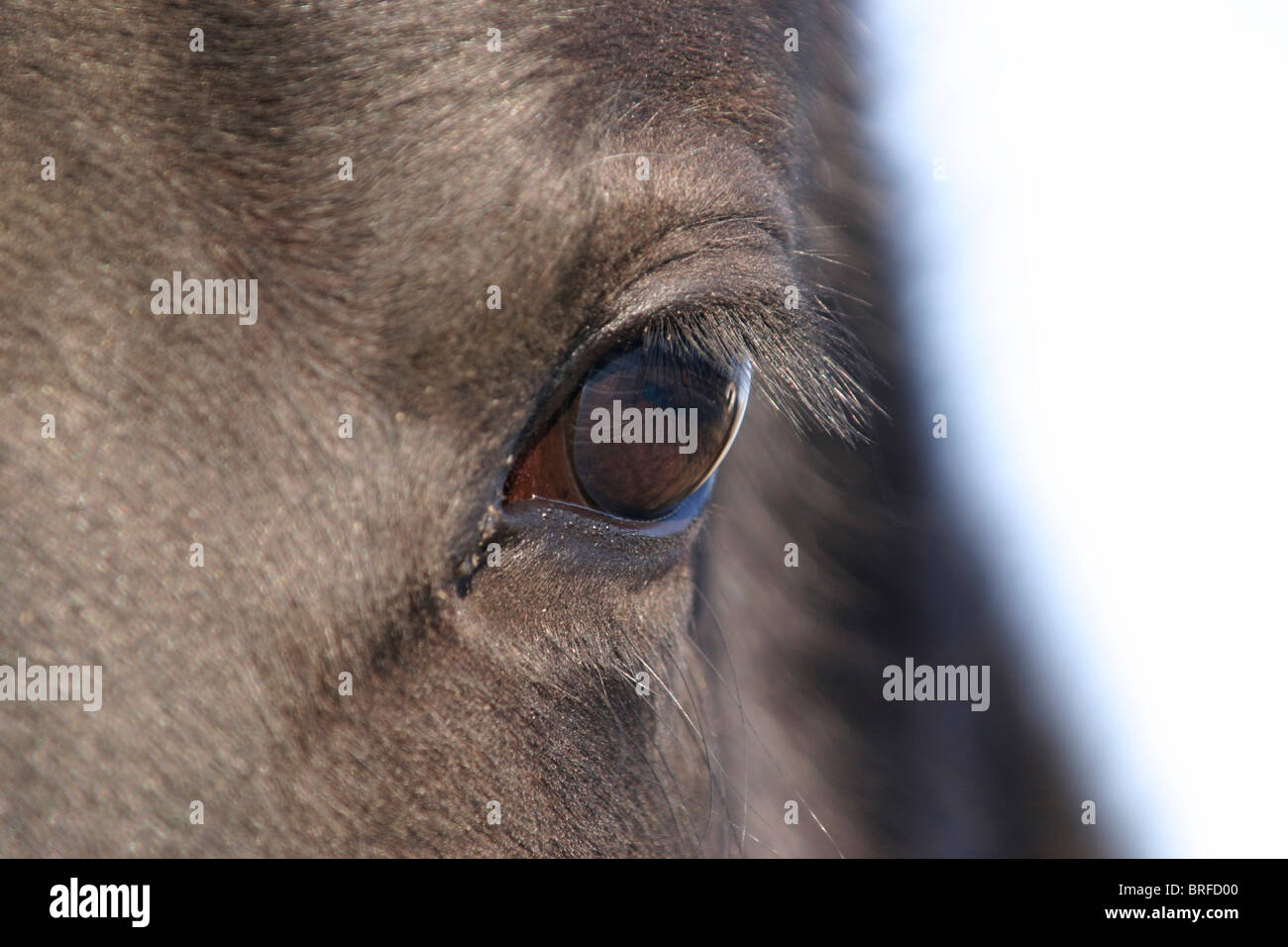 Cavallo Foto Stock