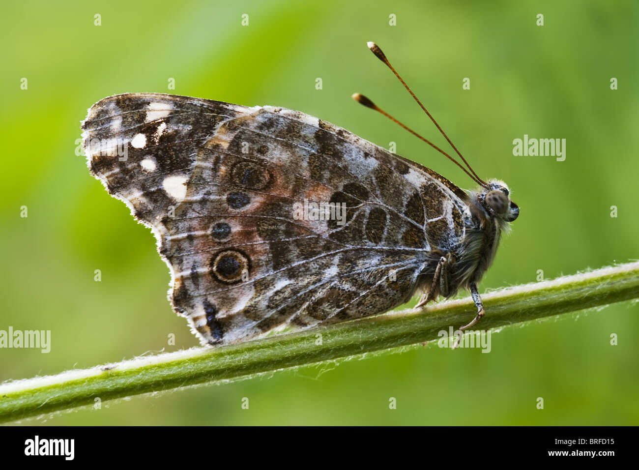 (La Belle Dame) (verniciato di Lady) (Vanessa cardui) Foto Stock