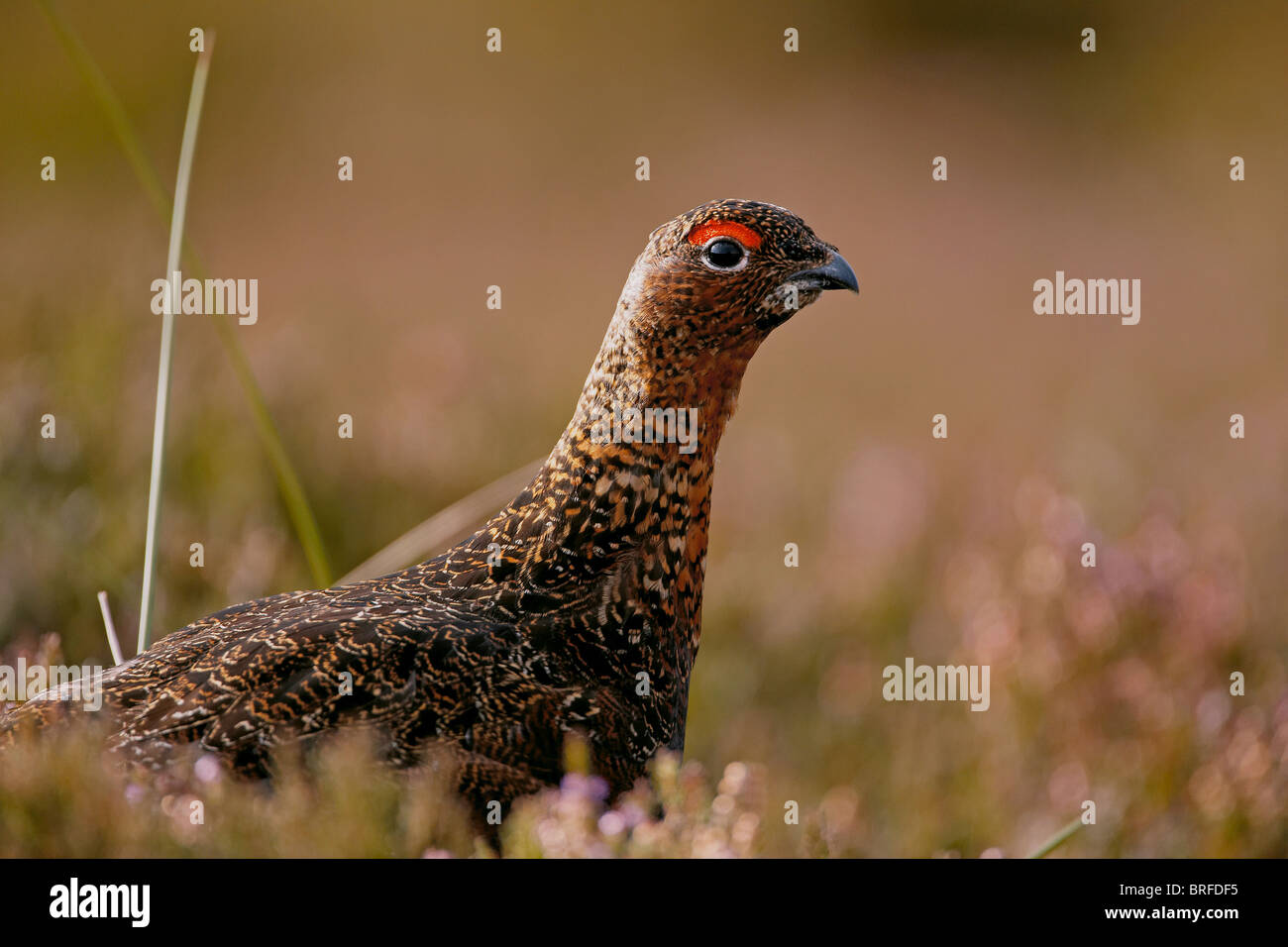 Red Grouse, Lagopus lagopus scoticus in heather, North Yorkshire Moors National Park, Regno Unito Foto Stock