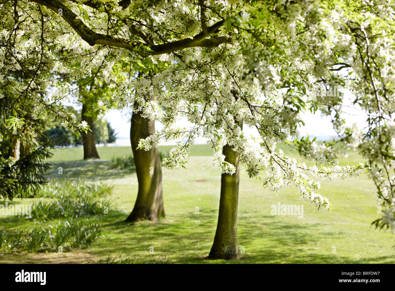 Molla bianco fiore ad albero Foto Stock