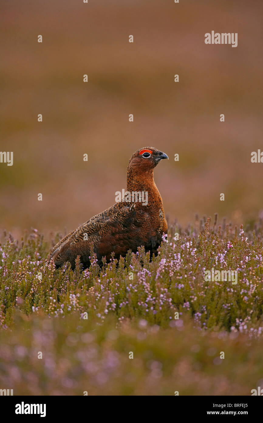 Red Grouse, Lagopus lagopus scoticus in heather, North Yorkshire Moors National Park, Regno Unito Foto Stock