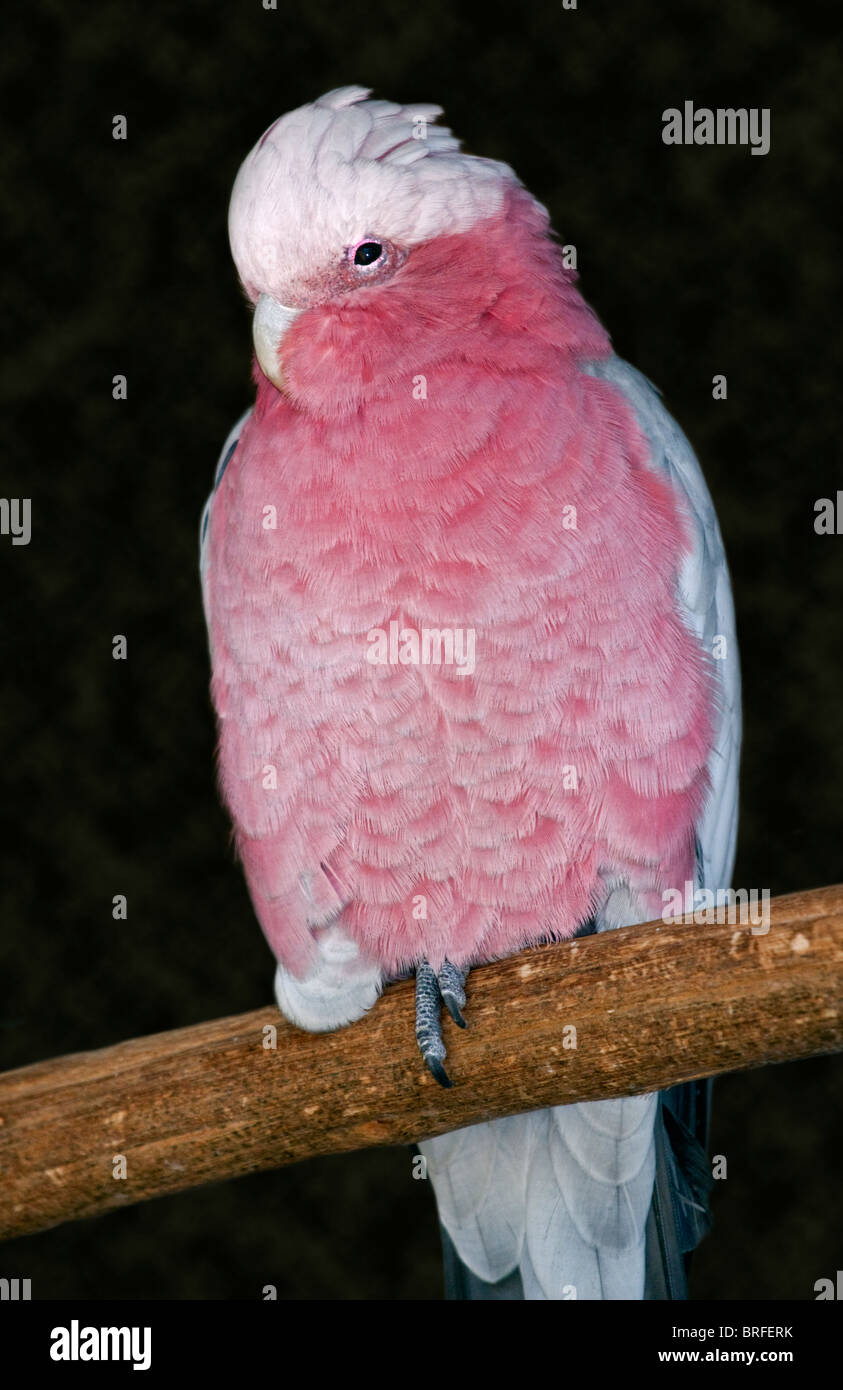 Galah (eolophus roseicapilla) Foto Stock