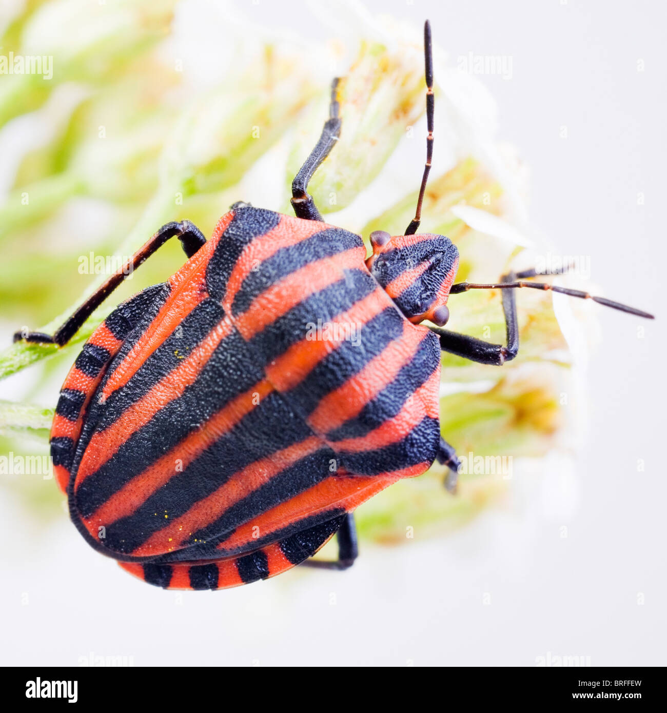 Striped stink bug (Graphosoma lineatum) Foto Stock