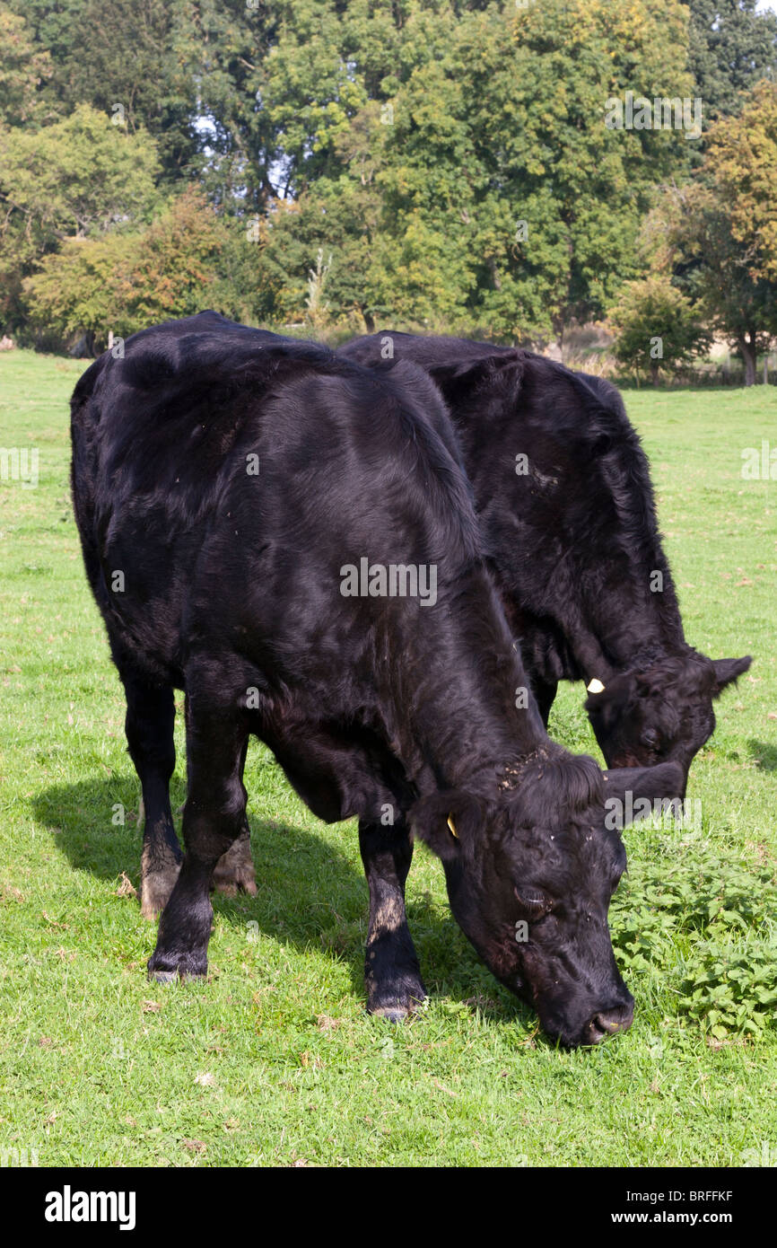 Nero a guidare gli animali della fattoria in campo. Bestiame Foto Stock