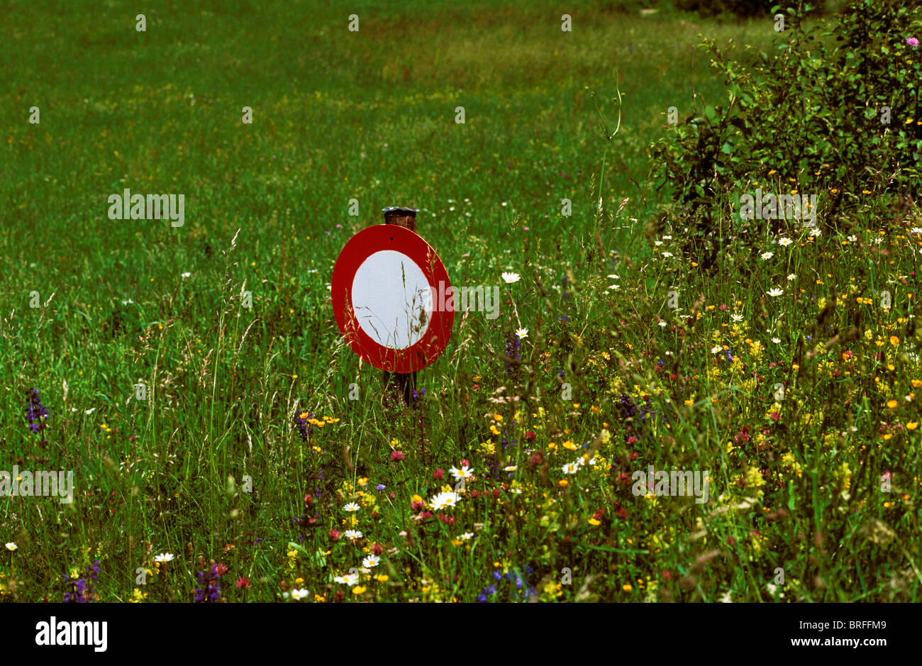 Segno di traffico, senza transitare in un prato di fiori, Val Poschiavo, dei Grigioni, Svizzera, Europa Foto Stock