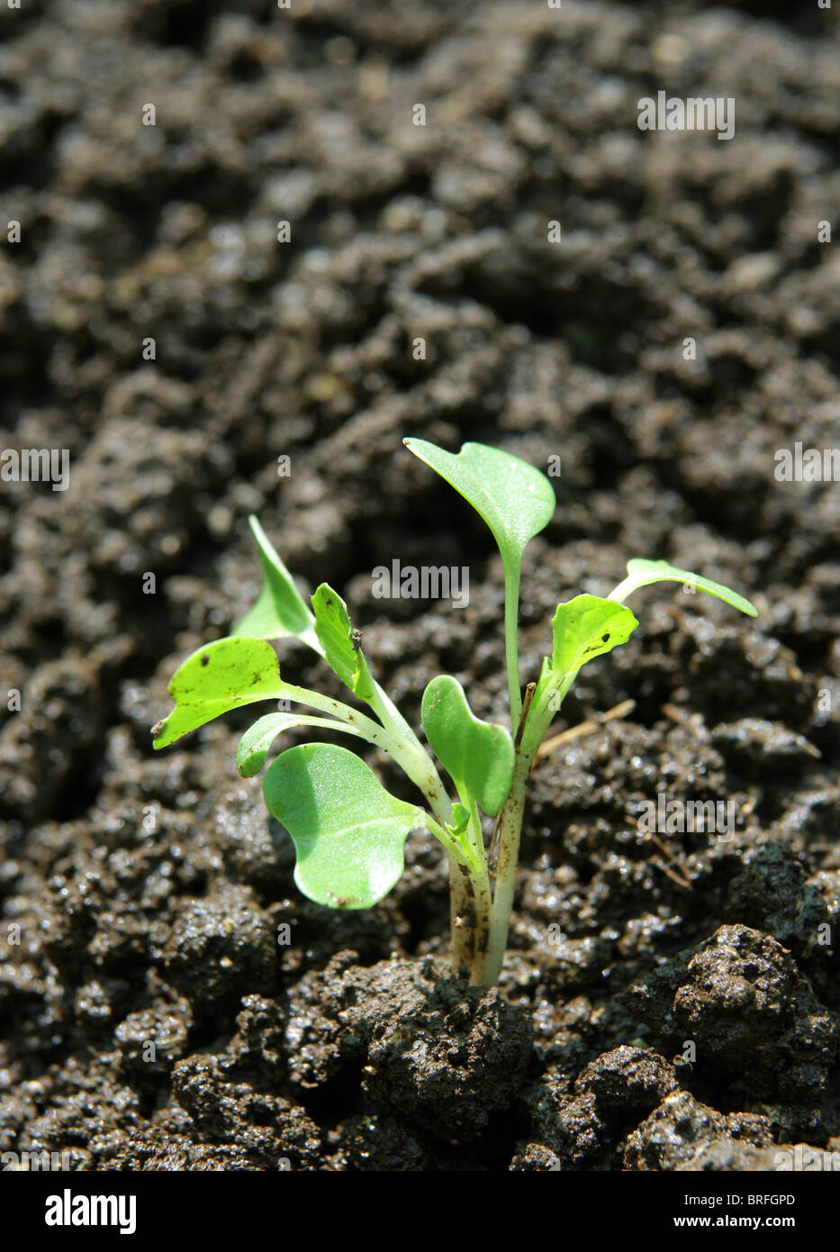 Piantina essendo piantato nel ricco suolo nero. Foto Stock