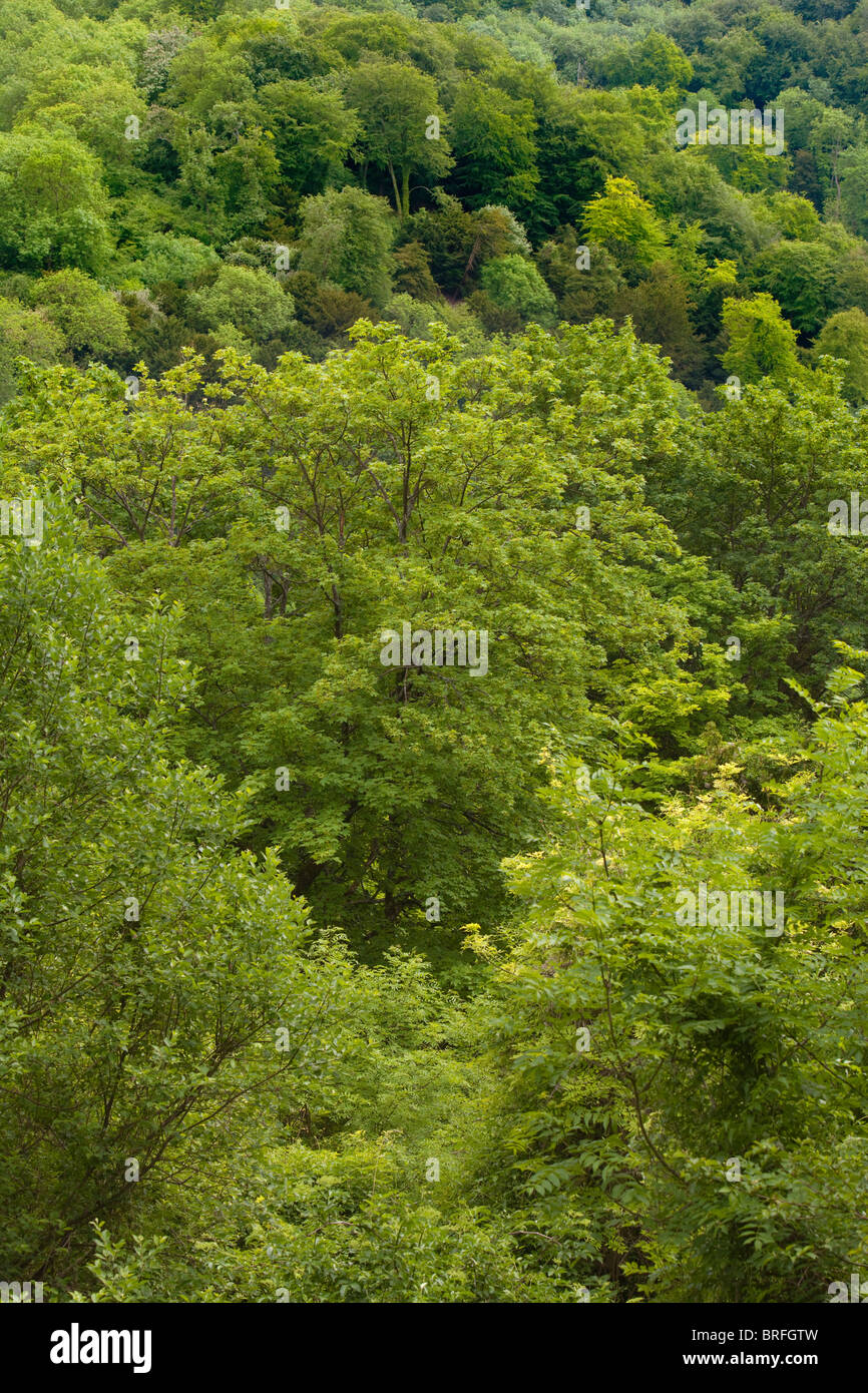 Guardando verso il basso su una zona di bosco in Hampshire REGNO UNITO. Foto Stock