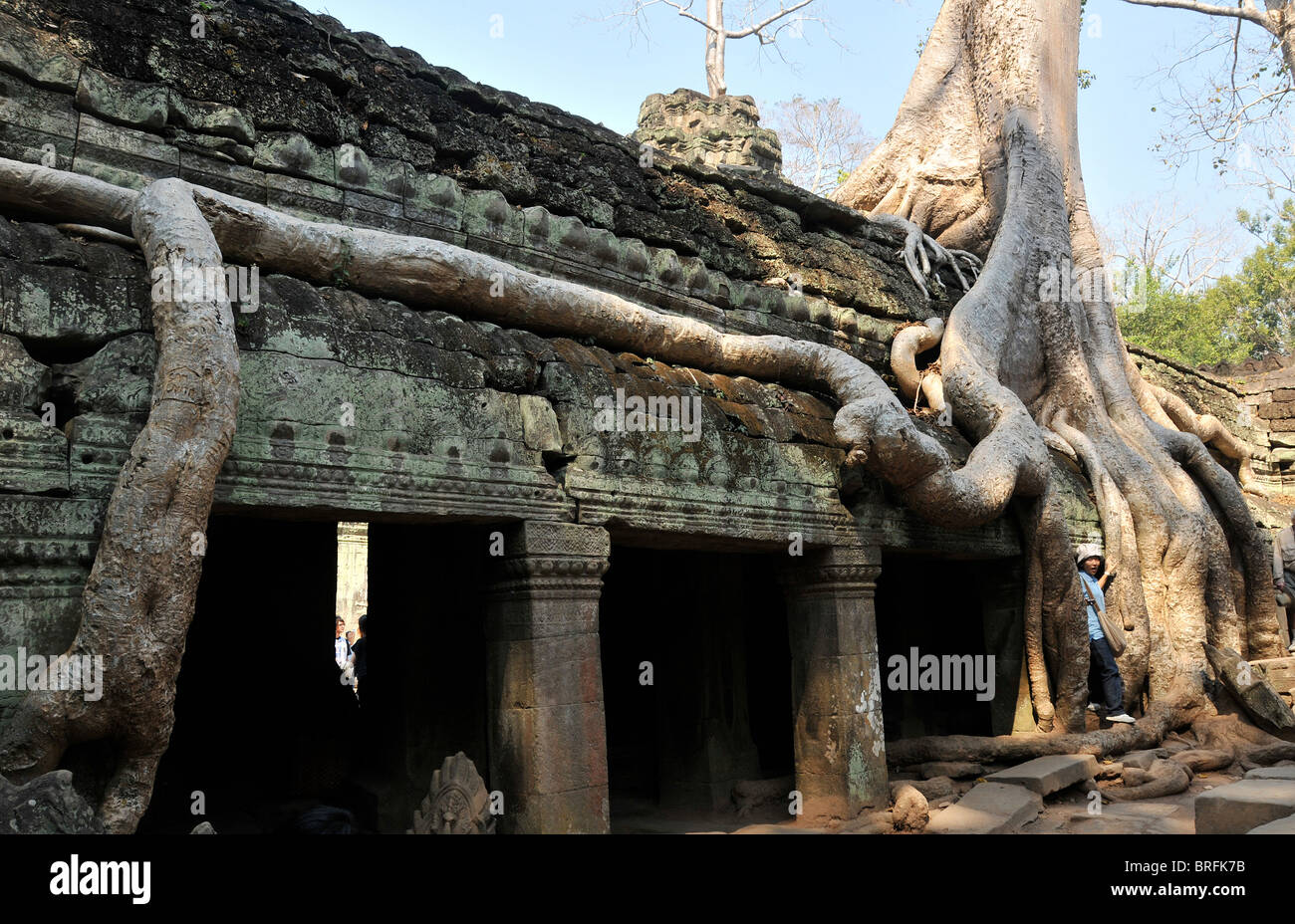 Albero rots che crescono in eccesso del complesso del tempio di Ta Prohm, tempio, Angkor, Cambogia Foto Stock