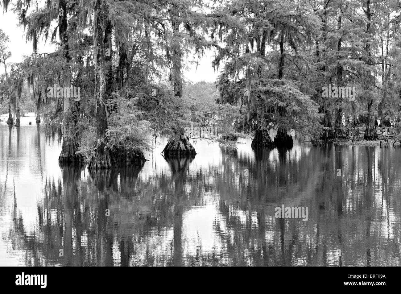 Louisiana Cajun Country, Breaux Bridge, Lago di Martin Cypress isola preservare Foto Stock