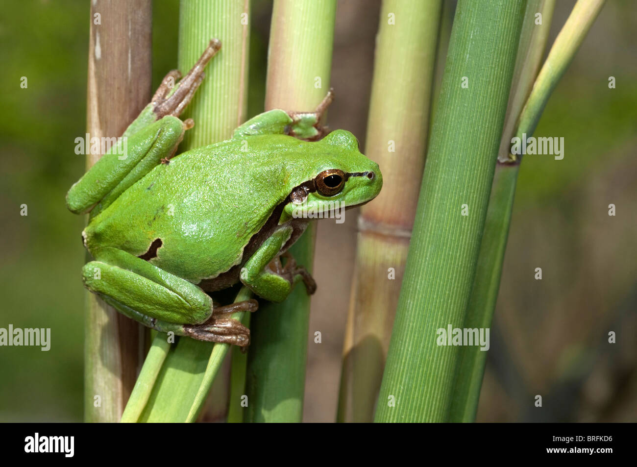 Treefrog europea, Treefrog comune (Hyla arborea) su un gambo reed. Foto Stock