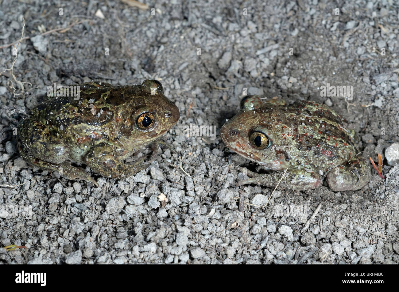 Comune (Spadefoot Pelobates fuscus), due adulti sulla sabbia asciutta. Foto Stock