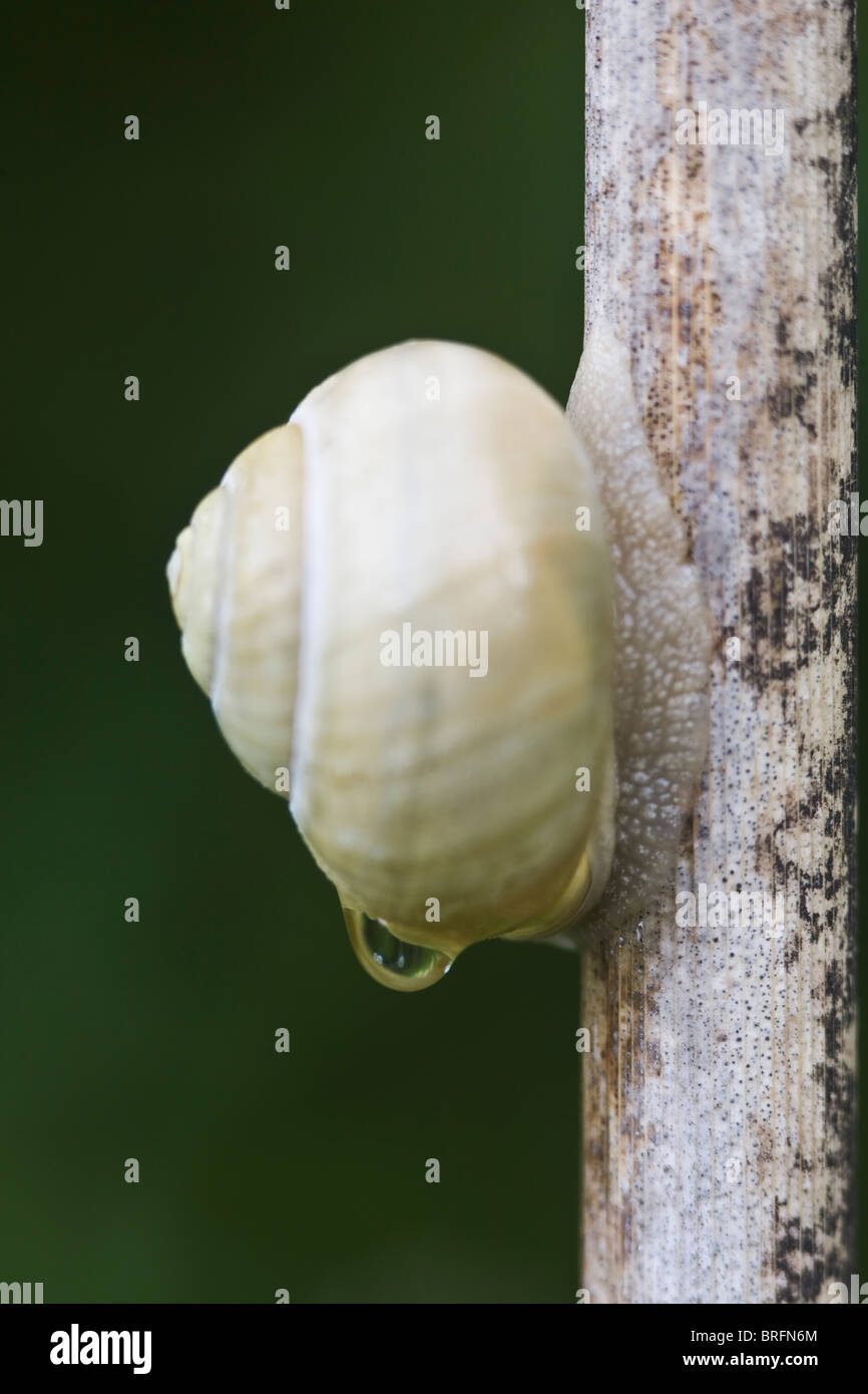 lumaca su una canna Foto Stock