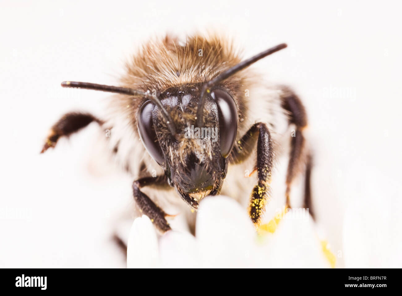 Mining bee del suolo (ape Andrena) Foto Stock