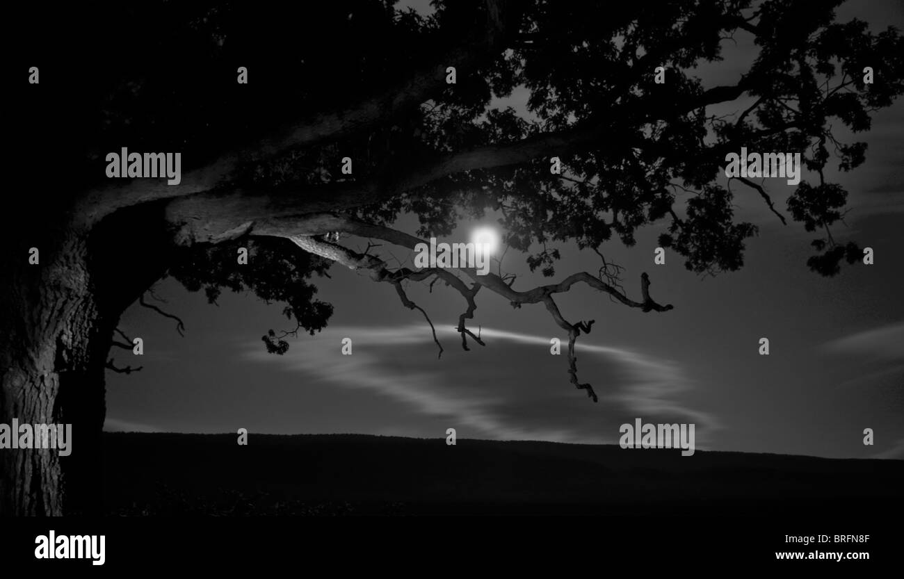 Una fotografia in bianco e nero scattata di notte. Immagine del cielo chiaro di luna piena, e una grande quercia in una fattoria. Foto Stock