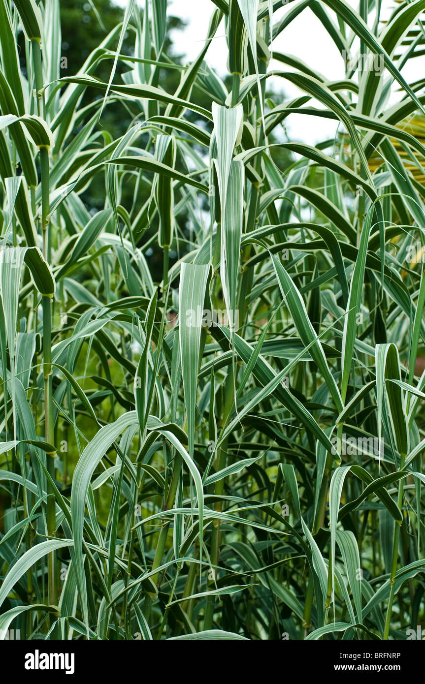 Arundo donax var. versicolor Foto Stock