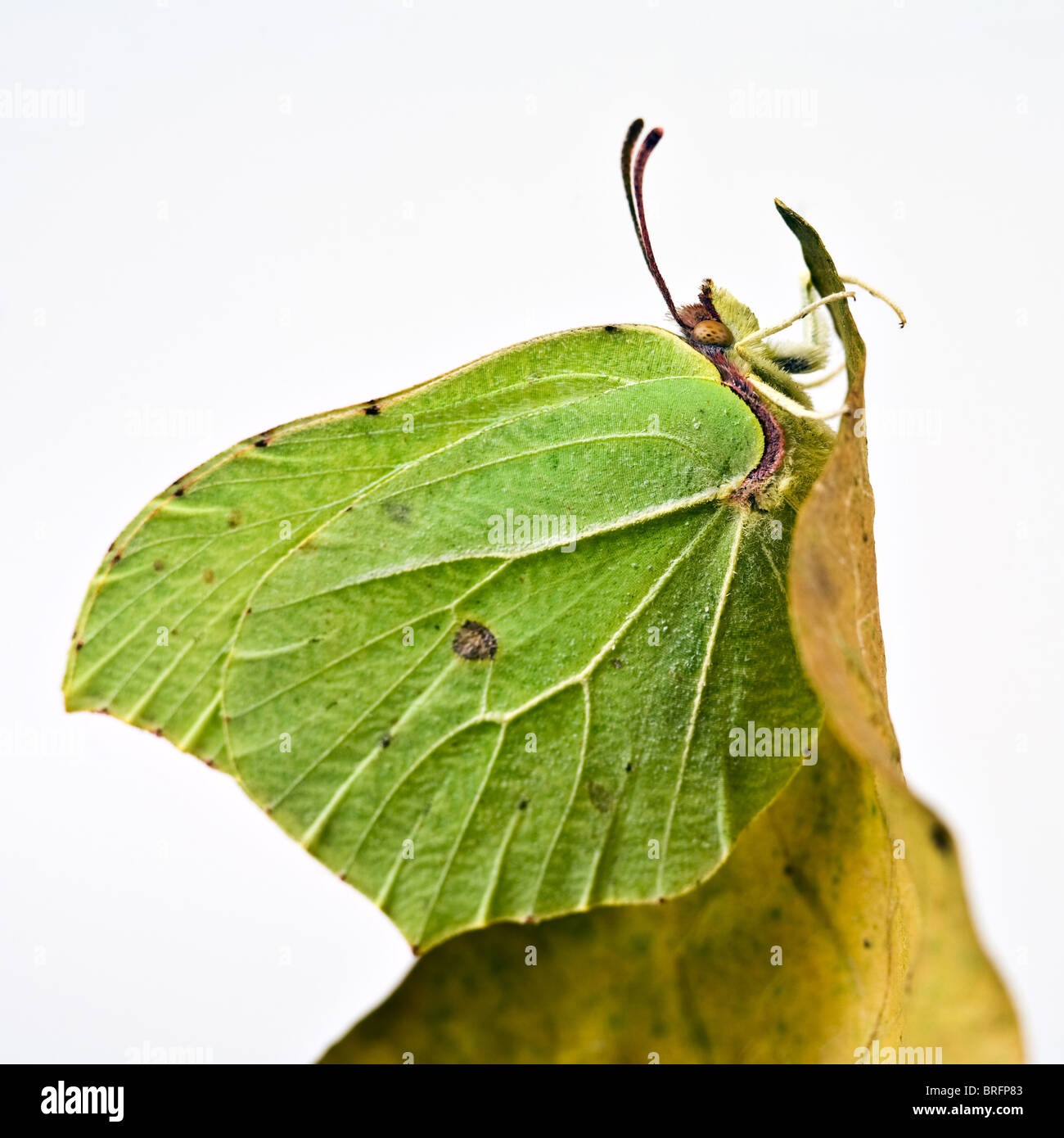 Brimstone (Gonepteryx rhamni) Foto Stock