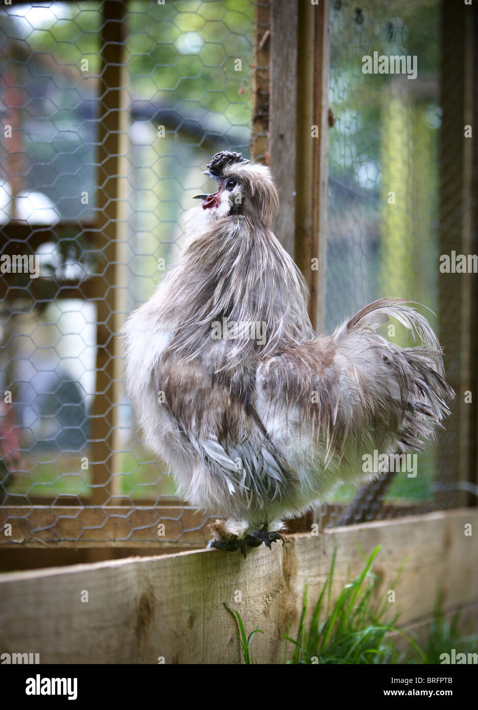 Blue silkie pollo vellutata Foto Stock