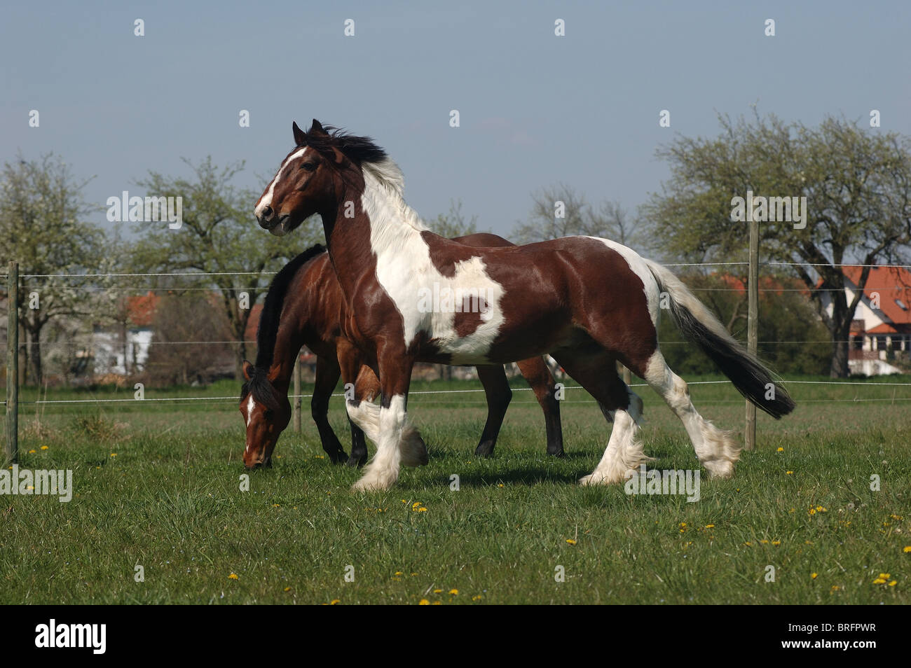 Irish Tinker e pony Foto Stock