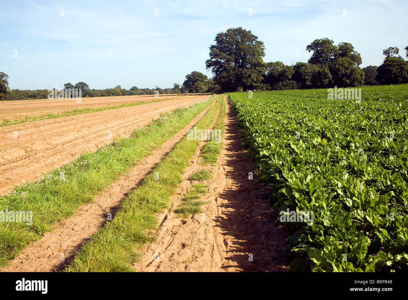 Sentiero Sabbioso via, Shottisham, Sandlings Suffolk, Inghilterra Foto Stock