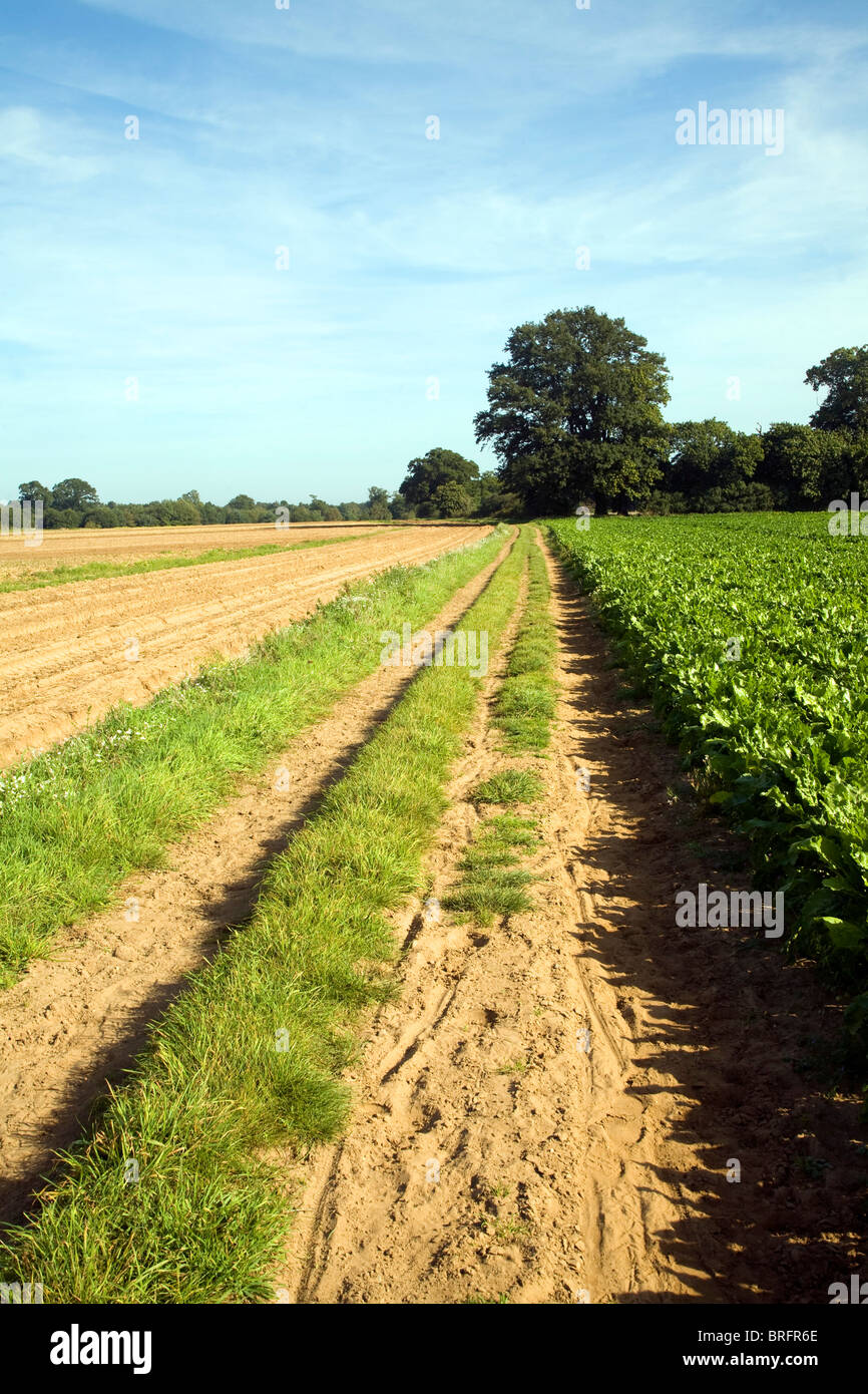 Sentiero Sabbioso via, Shottisham, Sandlings Suffolk, Inghilterra Foto Stock