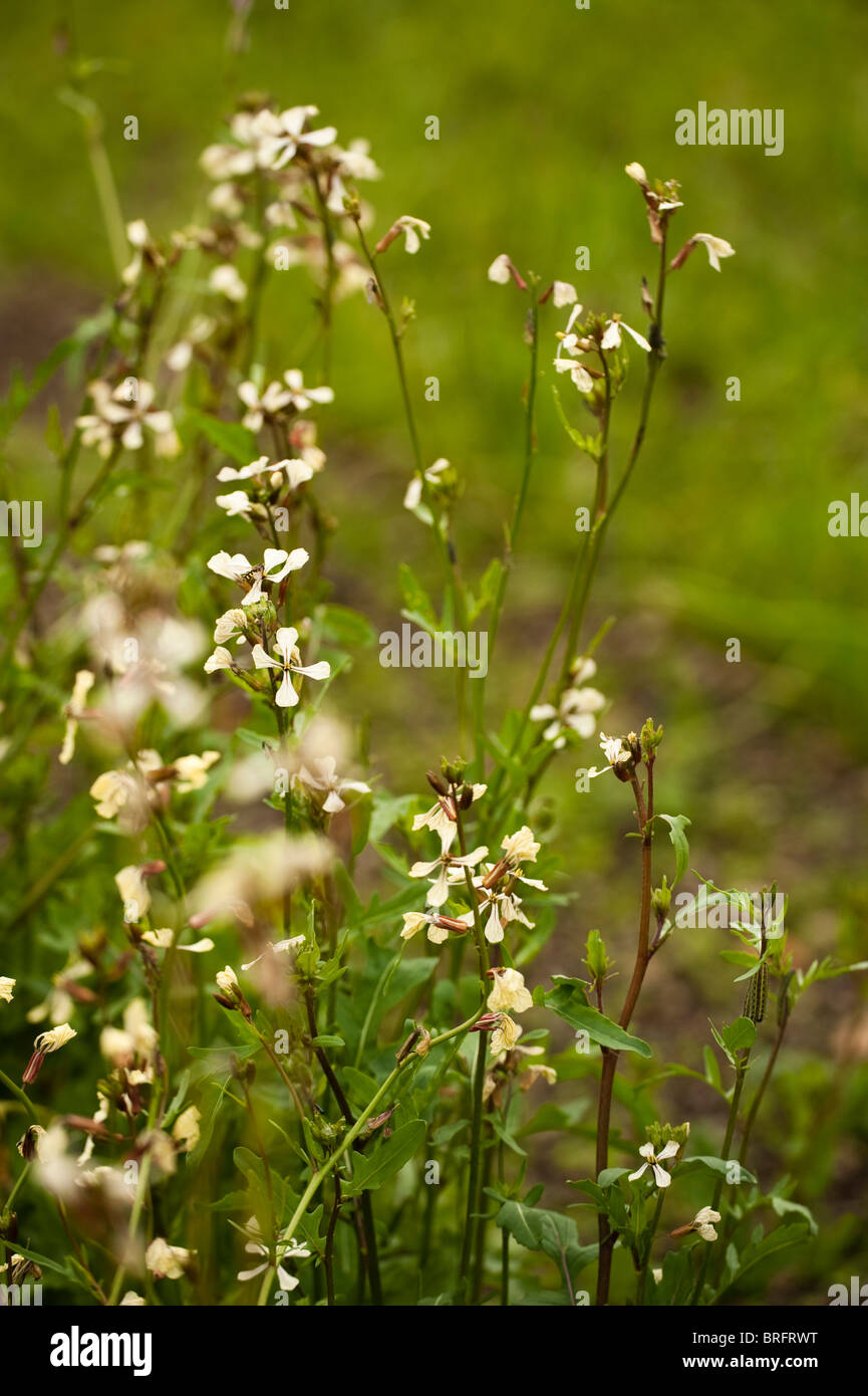 Insalata di rucola, Eruca vesicaria subsp sativa, in fiore Foto Stock