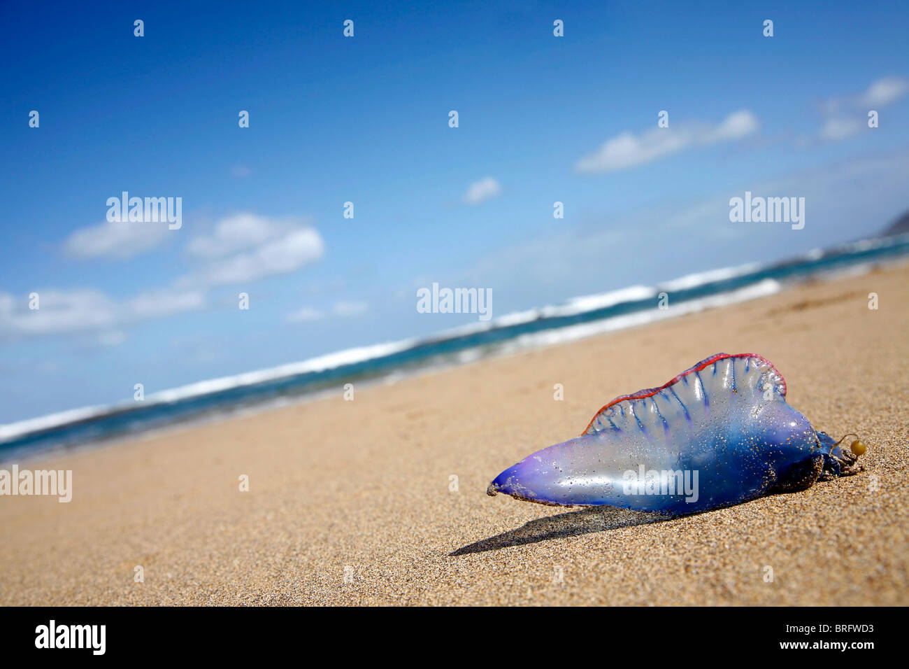 Il portoghese uomo di guerra medusa arenati su Atlantic Beach Foto Stock