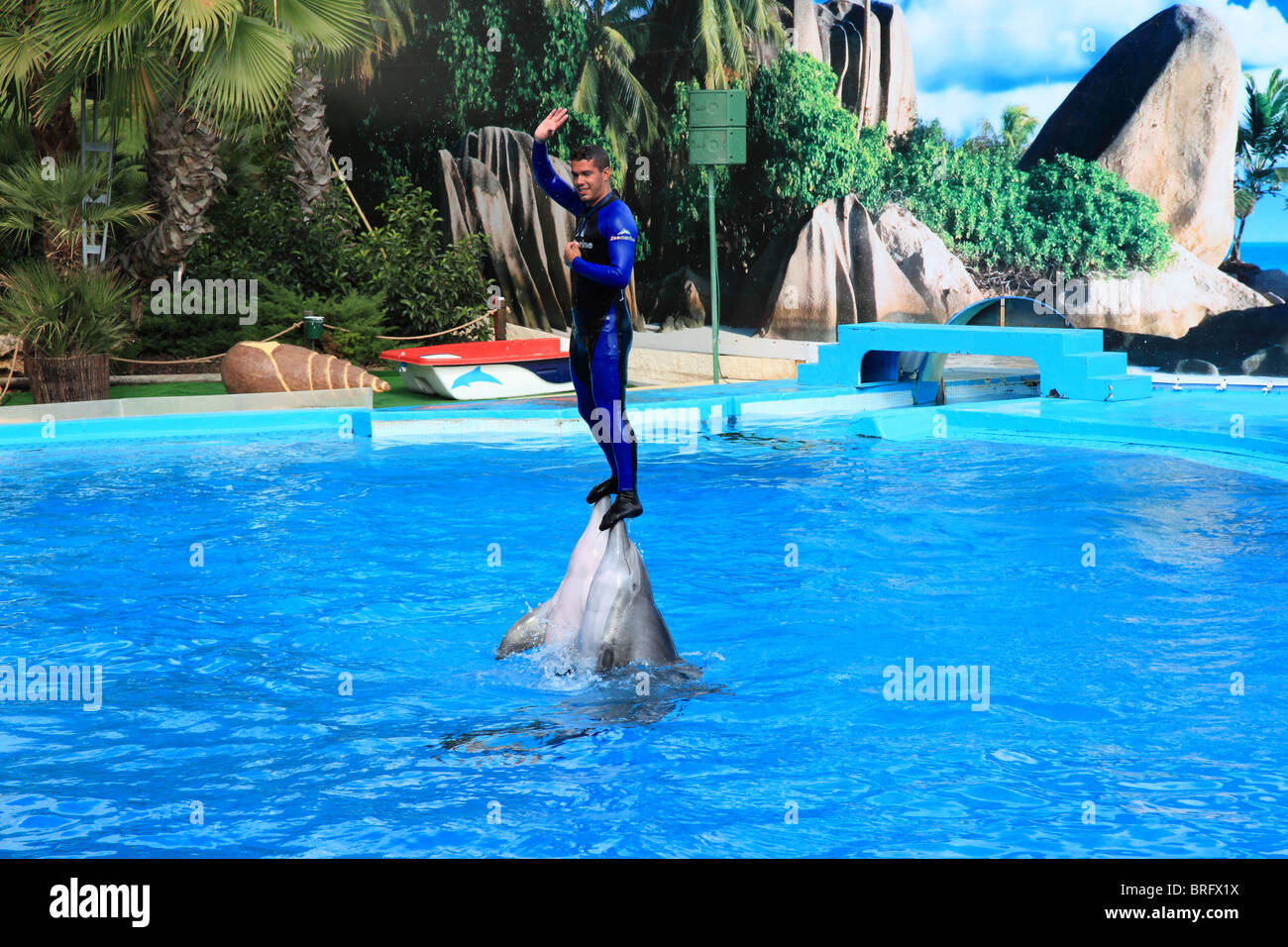 Spettacolo di Delfini in Zoomarine vicino a Guia e pera, Algarve Portogallo Foto Stock