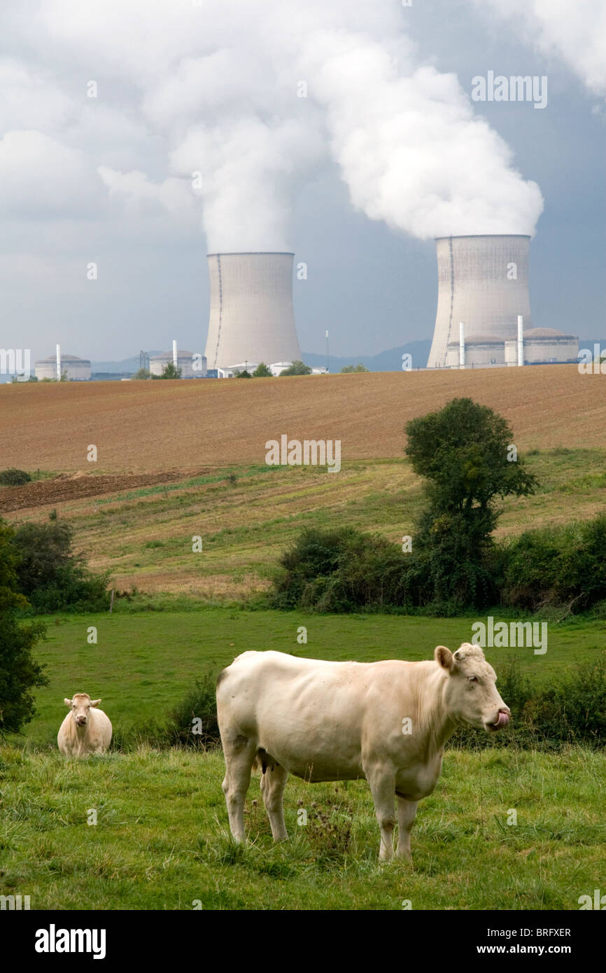 Il bestiame pascola nei pressi di Cattenom impianto nucleare ubicato nel comune di Cattenom lungo il fiume Moselle in Francia. Foto Stock
