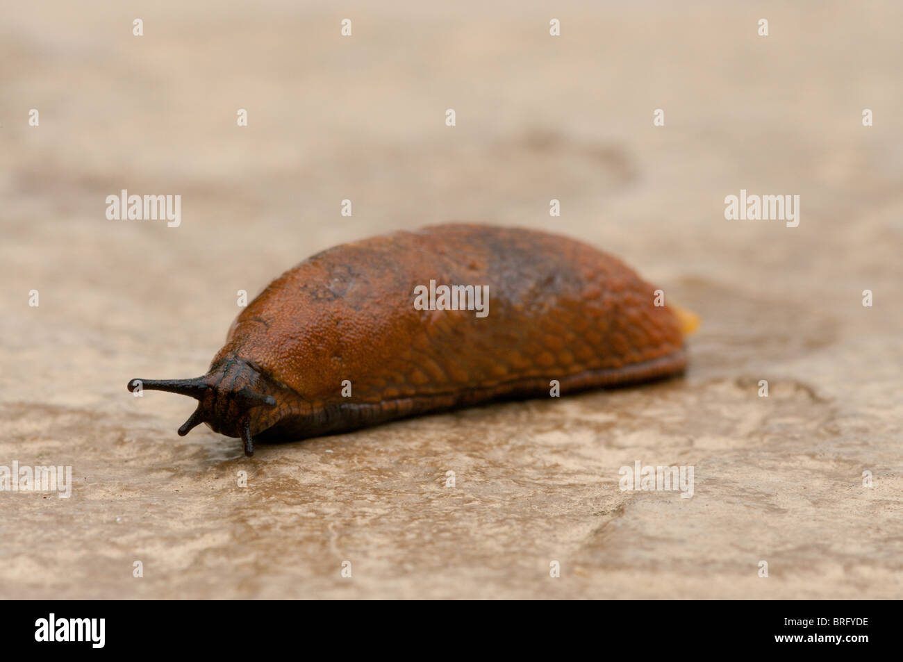 Uno slug va per la sua strada su una pietra sur4face Foto Stock